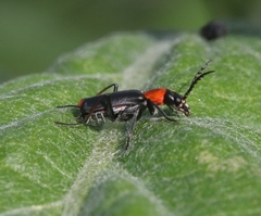 Malachius capillicornis