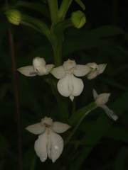 Habenaria plantaginea