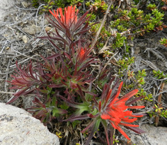 Castilleja rupicola