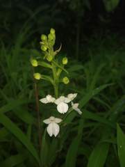 Habenaria plantaginea