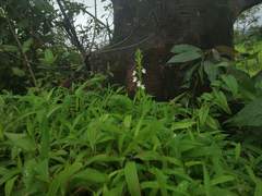 Habenaria plantaginea