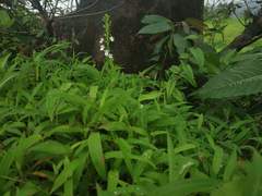 Habenaria plantaginea