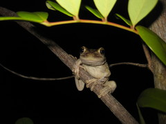 Cuban Treefrog photo 4