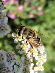 Eristalis arbustorum