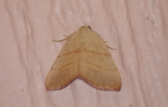 Drepanulatrix bifilata