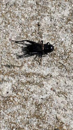 Fall field cricket
