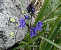 Veronica cusickii
