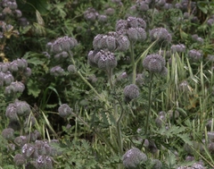 Phacelia hubbyi