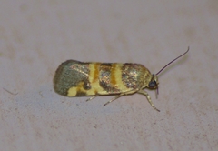Spragueia funeralis