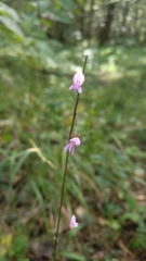 Hylodesmum nudiflorum