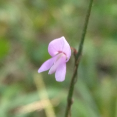 Hylodesmum nudiflorum