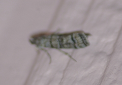 Dioryctria subtracta