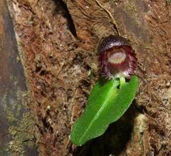 Corybas grumulus