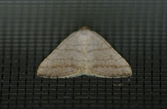 Taeniogramma octolineata