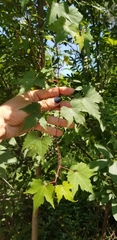 Vitis palmata