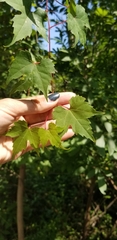 Vitis palmata