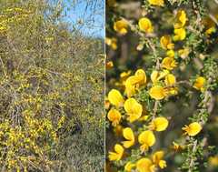 Aspalathus spinescens lepida