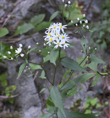 Aster ageratoides ageratoides
