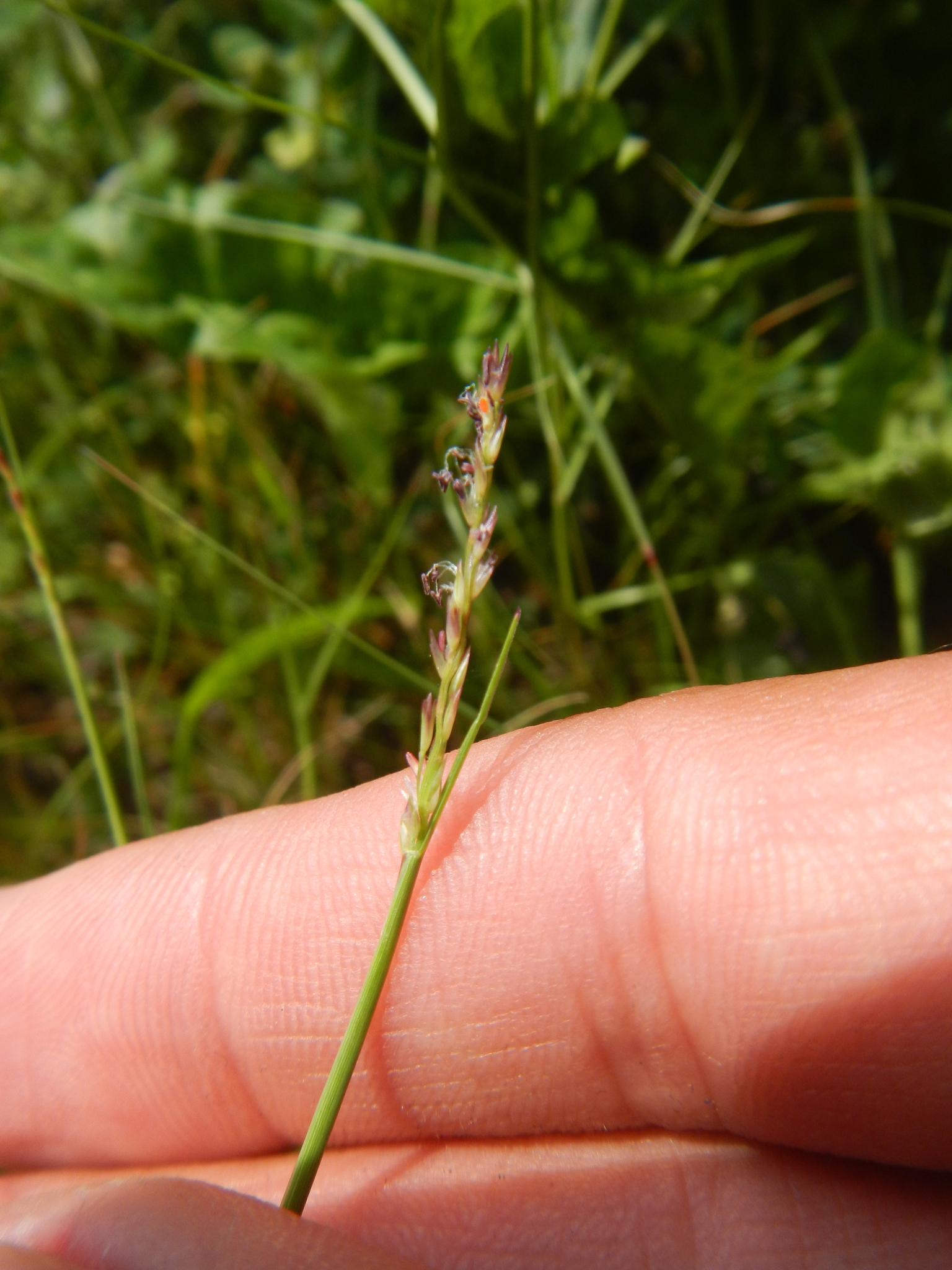Sporobolus neglectus