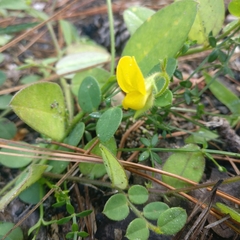 Crotalaria rotundifolia