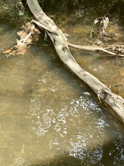 Graptemys pseudogeographica
