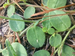 Crotalaria rotundifolia