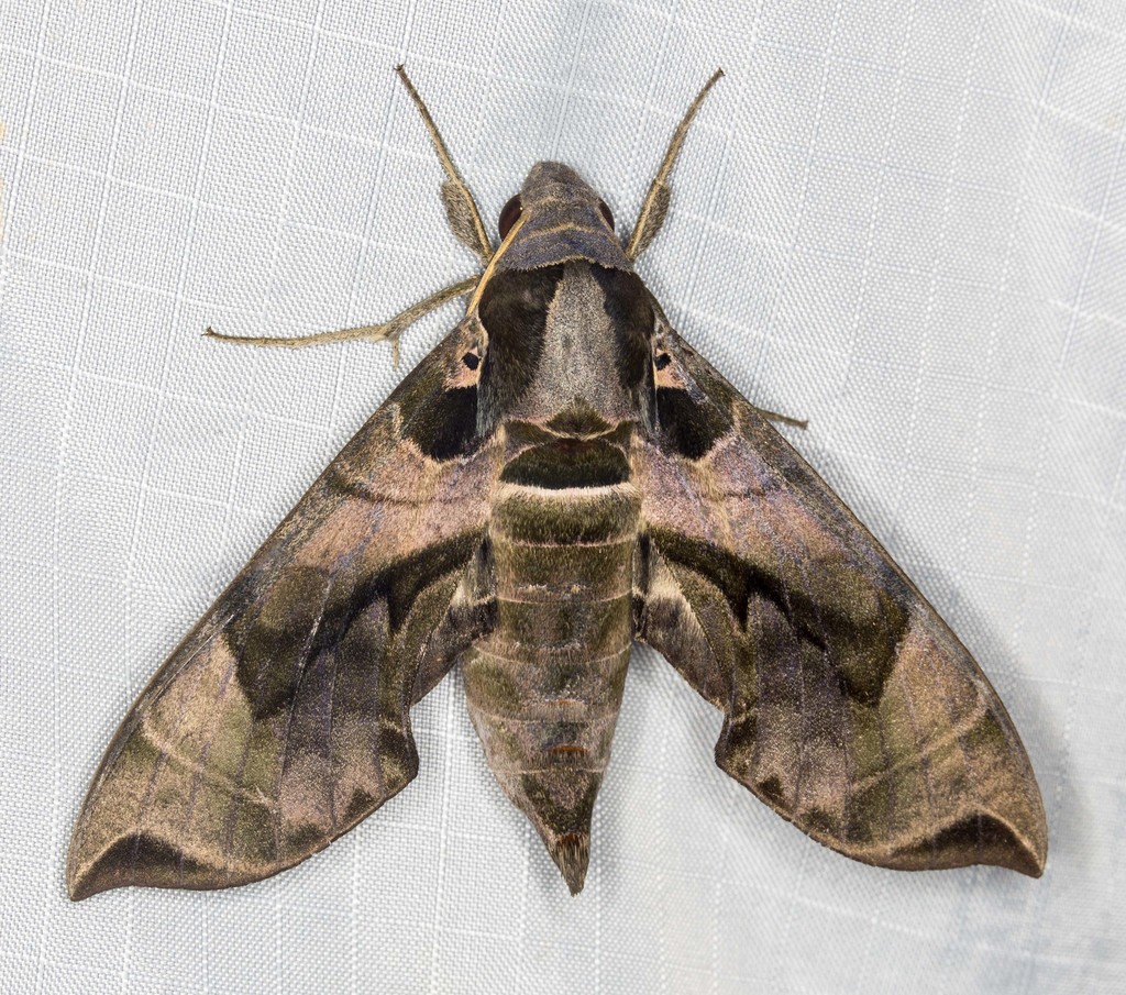Daphnis placida