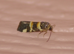 Spragueia funeralis