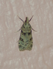 Scoparia palloralis