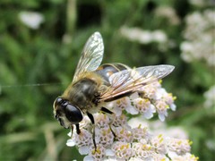 Eristalis tenax