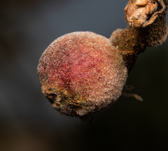 Disholcaspis simulata