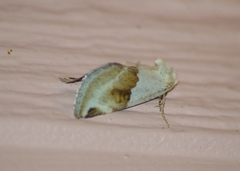 Plagiomimicus dimidiata