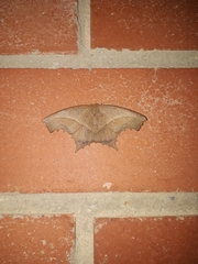 Eutomopepla rogenhoferi