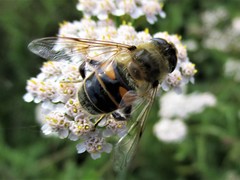Eristalis tenax