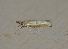 Fissicrambus intermedius