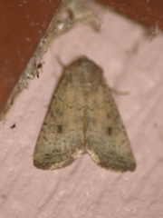 Eucoptocnemis fimbriaris