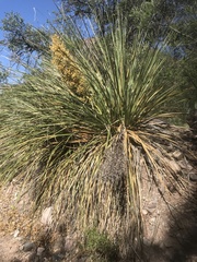 Nolina erumpens