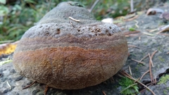 Fomitiporia hartigii