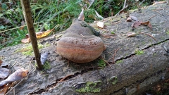 Fomitiporia hartigii