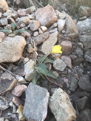 Oenothera brachycarpa