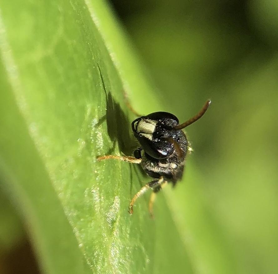 Punctate masked bee
