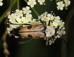 Lepturini