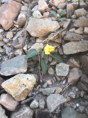 Oenothera brachycarpa