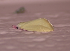 Phytometra obliqualis