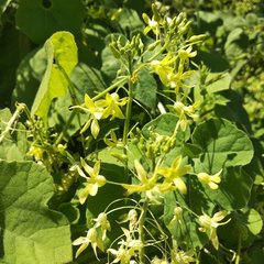 Echinopepon coulteri