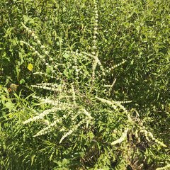 Asterohyptis stellulata