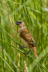 Euodice malabarica