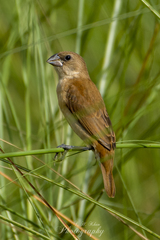 Euodice malabarica