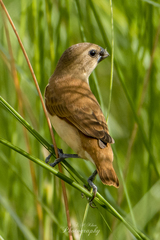 Euodice malabarica
