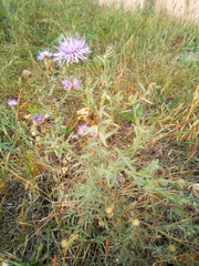 Centaurea pseudomaculosa